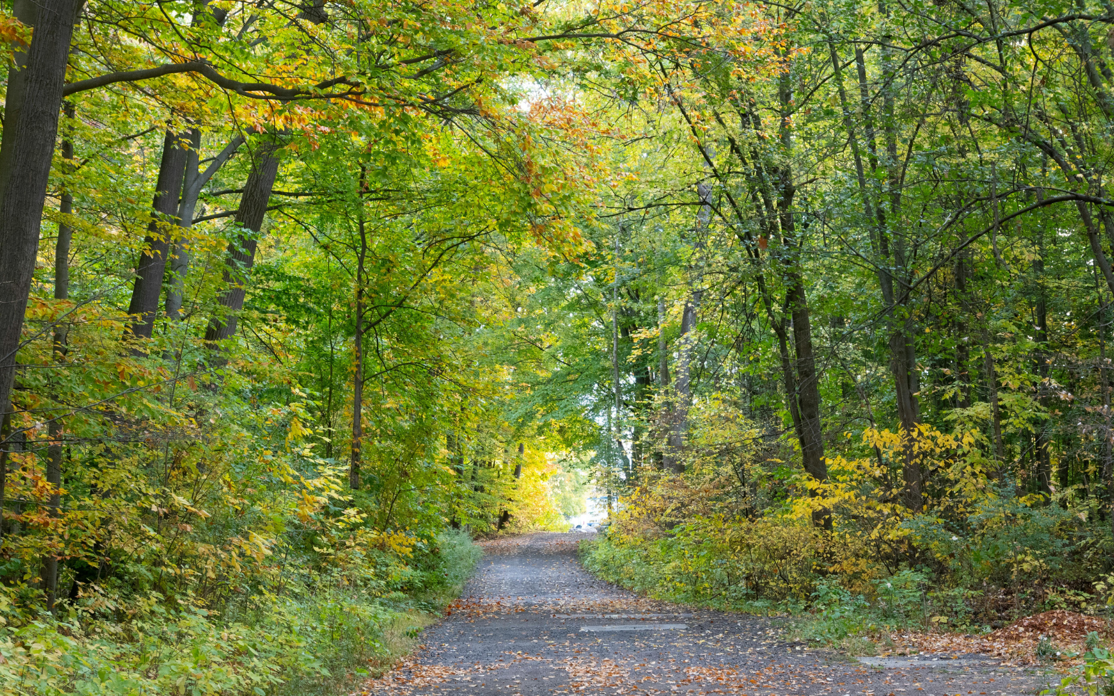 Waldweg für forstliche Nebenarbeiten